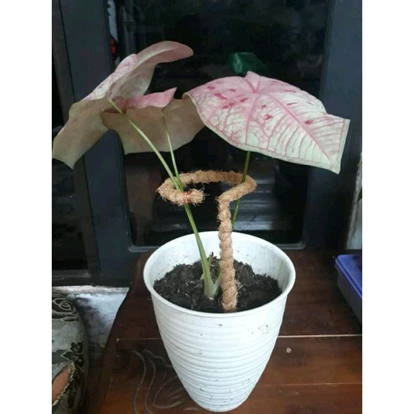 turus penyangga tanaman keladi/turus keladi