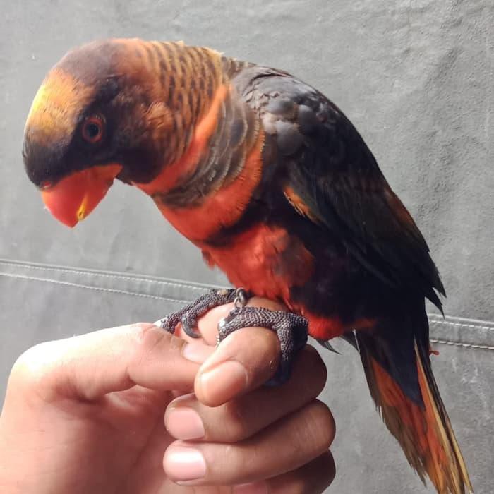 7700 Koleksi Gambar Burung Nuri Gratis Terbaik