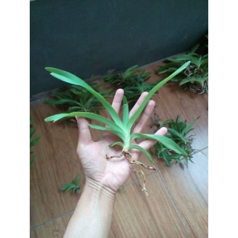 Vanda foetida remaja