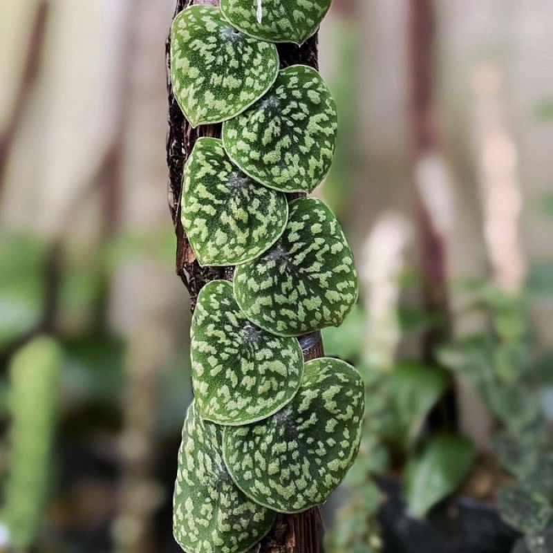 termurah rawatan scindapsus snake scale skindapsus snake scale asli kalimantan barat