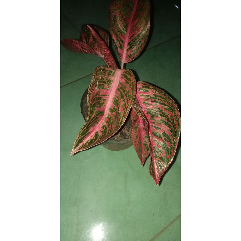 tanaman aglo pink tiara