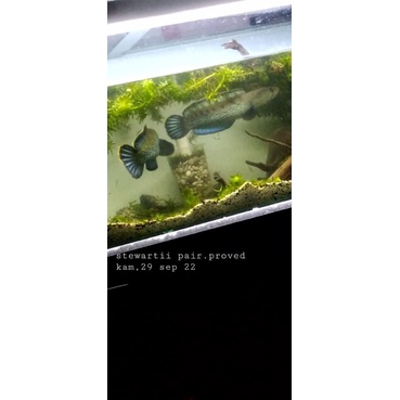 pair stewartii arunachal