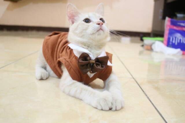 Kaos tuxedo untuk kucing &amp; anjing /Jual Baju Kucing Terlengkap &amp; Berkualitas size S-XL