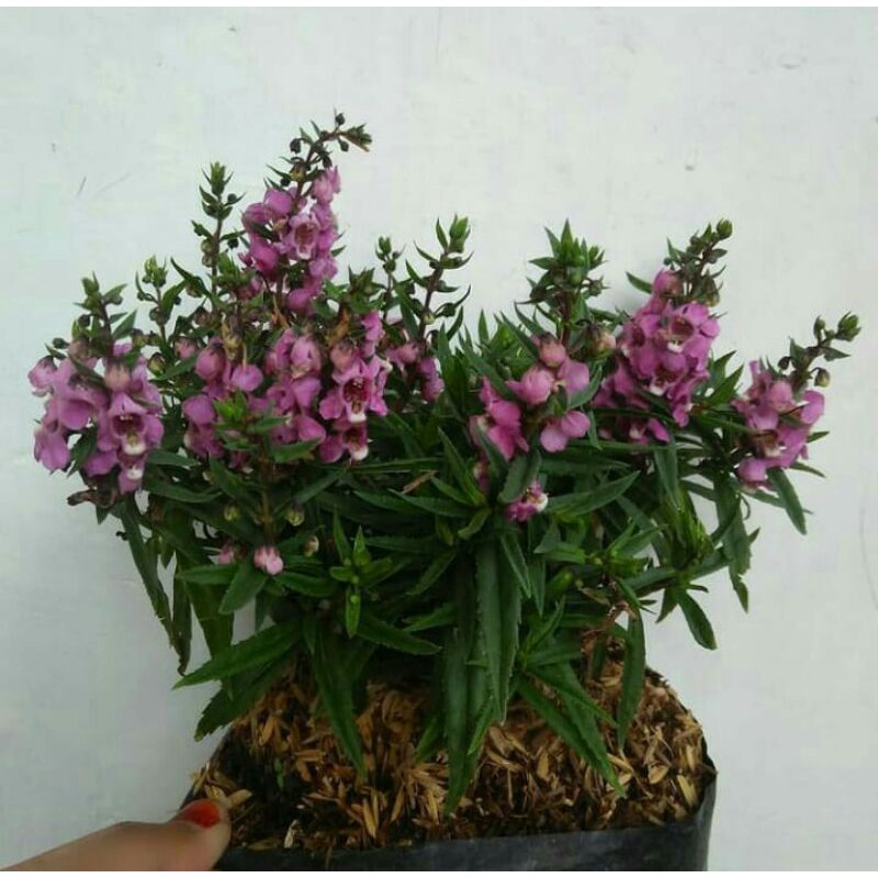 tanaman hias lavender mini