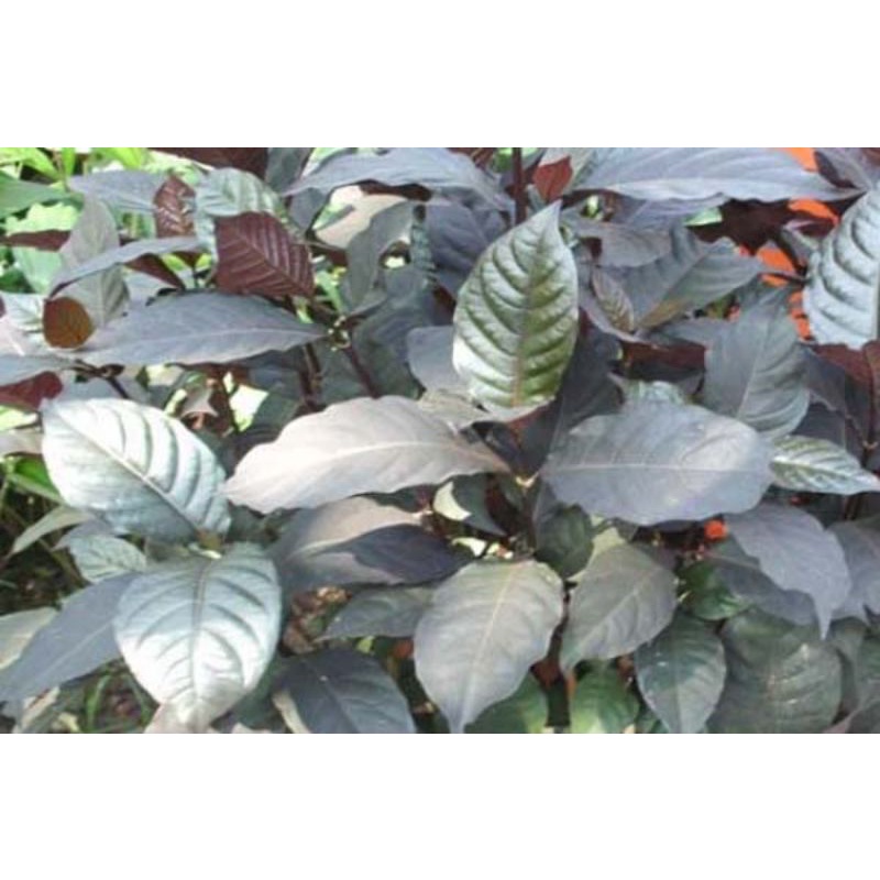 daun puding hitam - daun kopi hitam penurun demam alami - daun puding kopi hitam