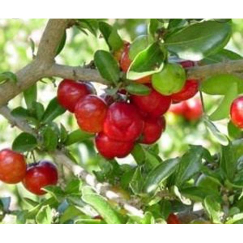 BIBIT CHERRY BARBADOS(sianci manis)