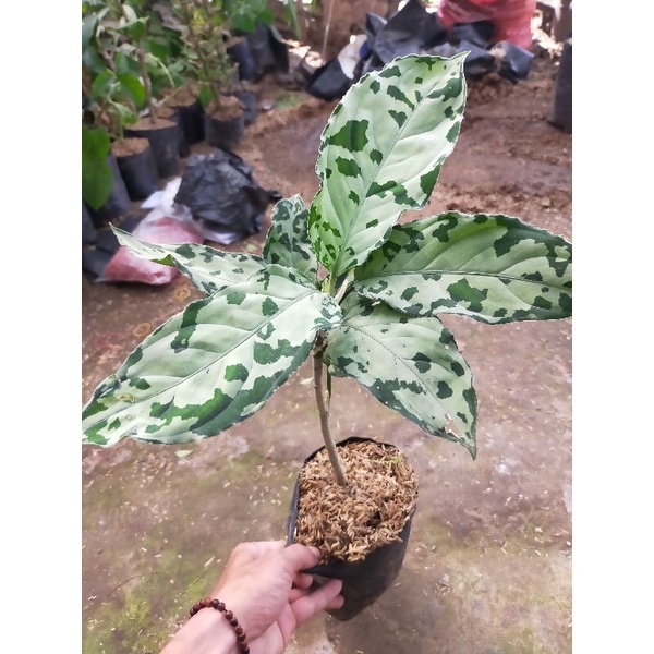 tanaman hias aglaonema pictum bicolor