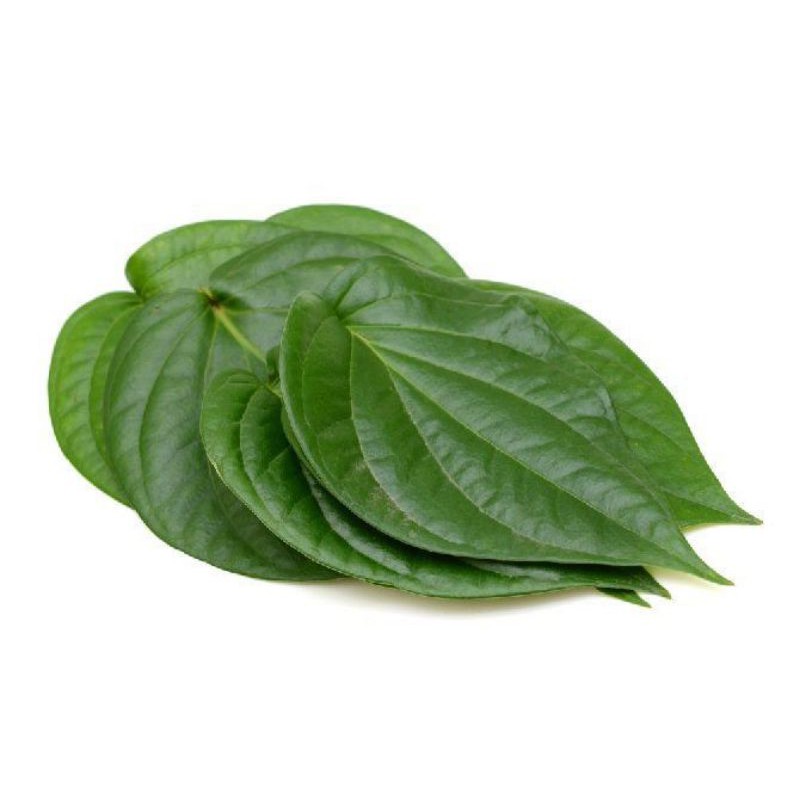 

Daun herbal sirih hijau (piper betle)