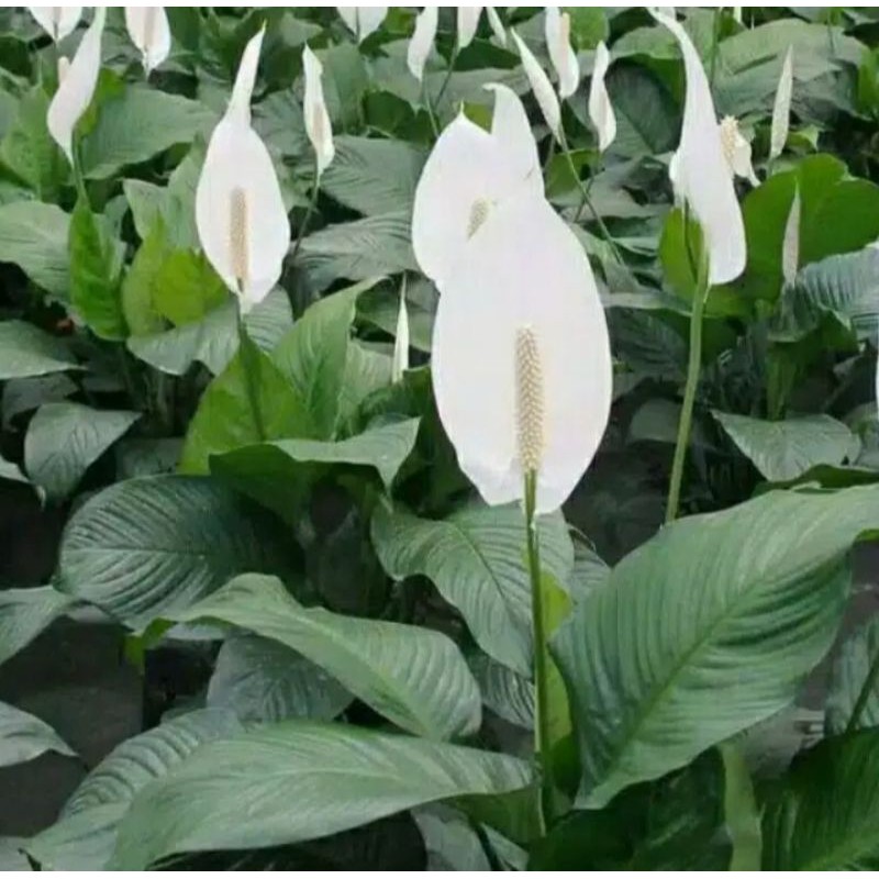 Jual Tanaman Hias Peace Lily Sepatupilum Shopee Indonesia