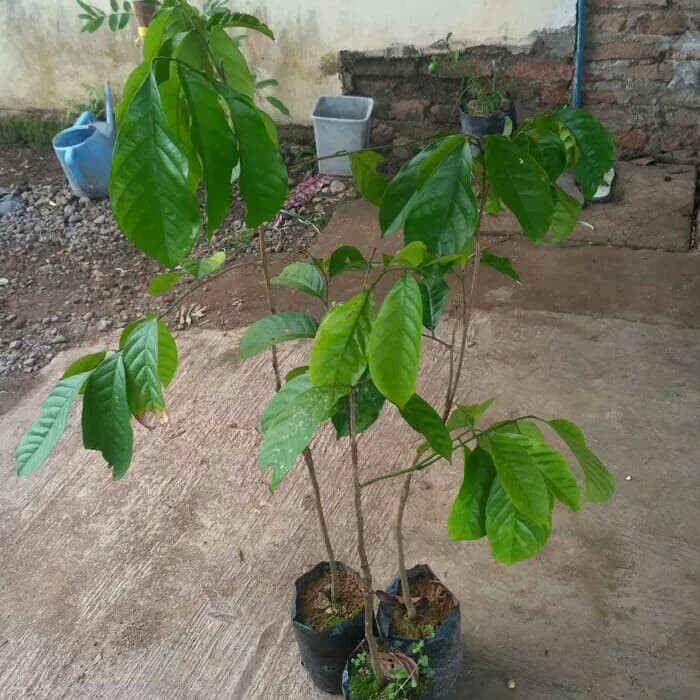 Bibit buah duku palembang