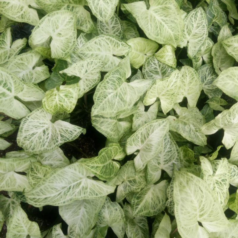 syngonium batik original 4-5daun promo murah