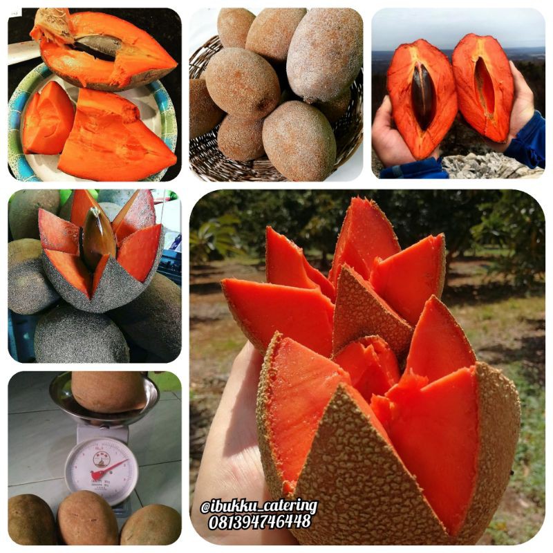 

Mamey Sapote