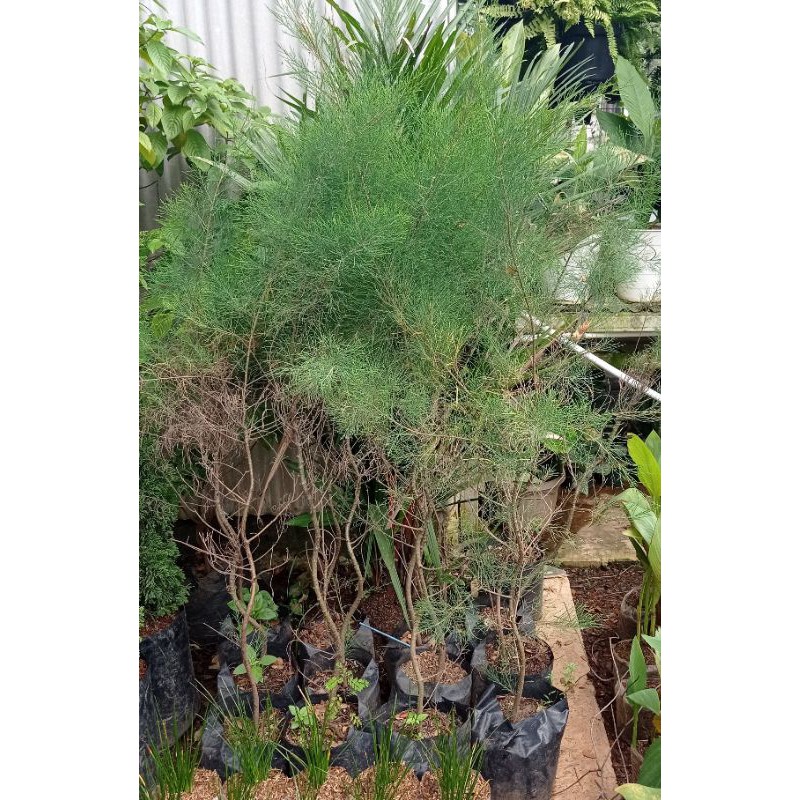 Tanaman Hias Cemara Udang, Cemara udang