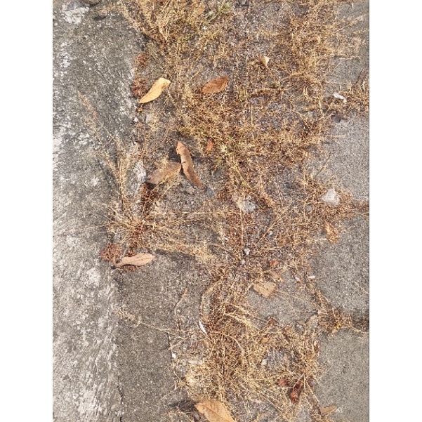 Obat rumput paving racun rumput liar ampuh