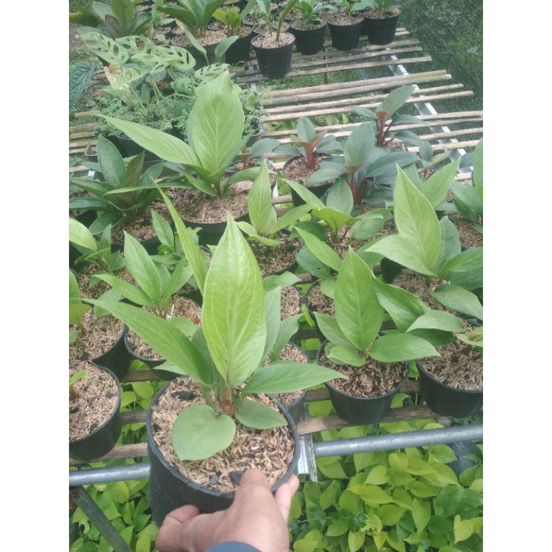 Anthurium Jemani Cobra Katalog Remaja