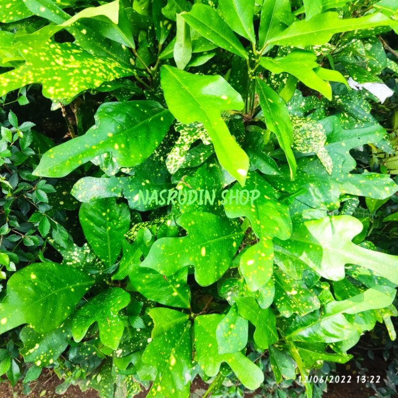 

[Fresh] BIBIT PURING / TANAMAN HIAS PURING SATU JARI / HANJUANG HIAS ANDONG PAGAR