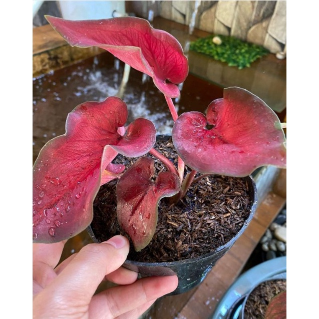 Tanaman Hias Keladi Anggur Merah Termurah / Ready Anakan Keladi Anggur Merah Series