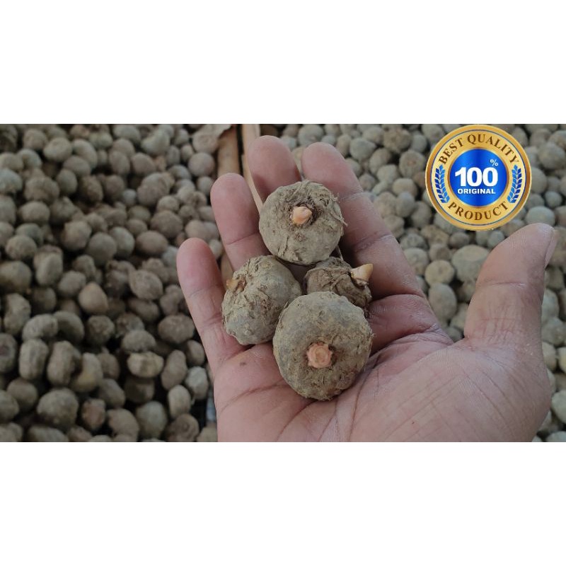 umbi mini bibit porang isi 30 sampai 40 biji per kg dijamin asli porang