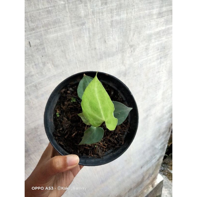 baby anthurium tarantula