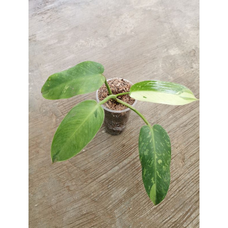 Philodendron Josebuono