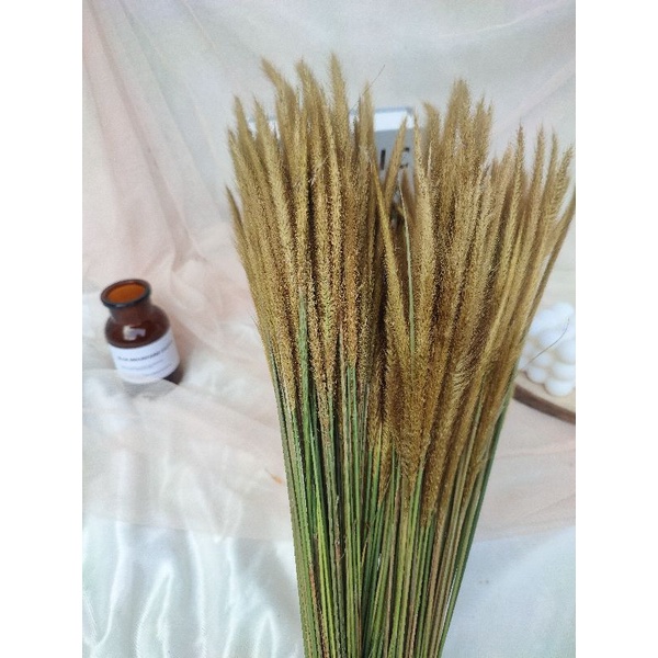 Sataria | Boroco | Langurus | phalaris lokal | baby breath | bunny tail | dried flower | ilalang | b