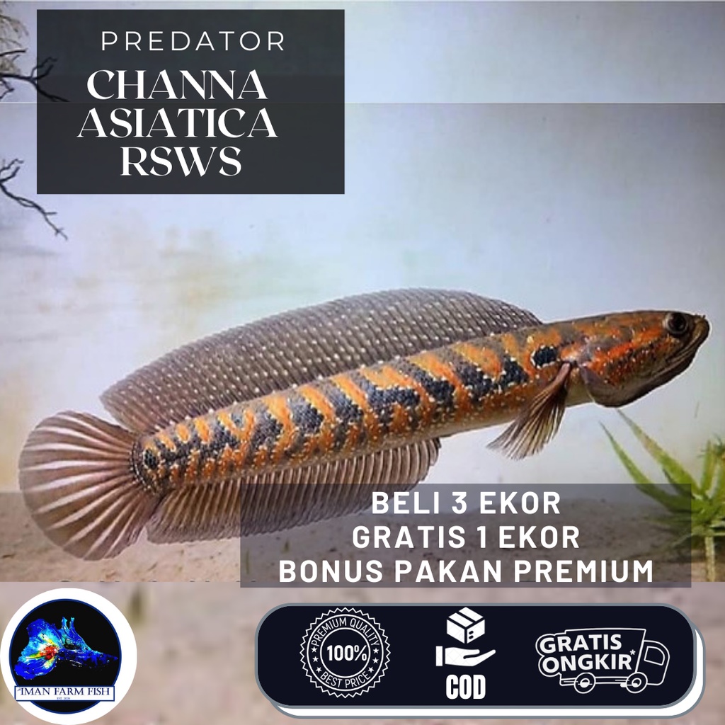 Channa Asiatica RSWS 9 - 13 cm Top Grade Quality Bonus Pelet Premium ++