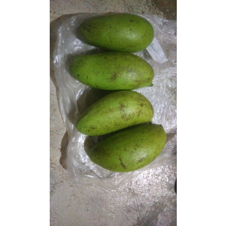 mangga golek muda