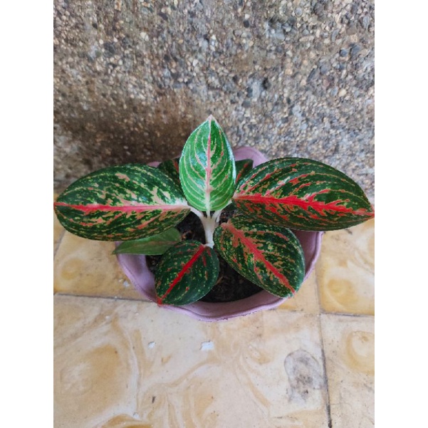 aglonema widuri lilin