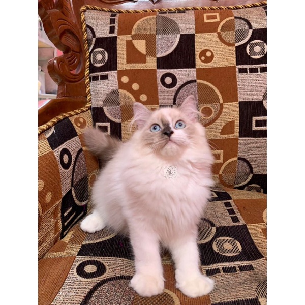 kucing himalaya sealpoint