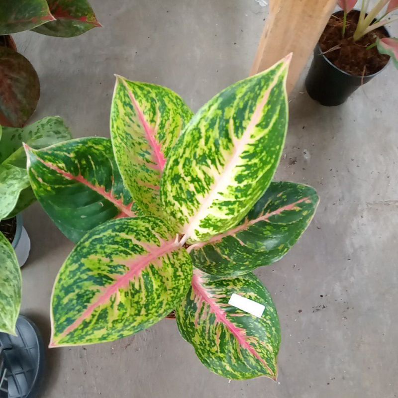 aglonema big papa jumbo