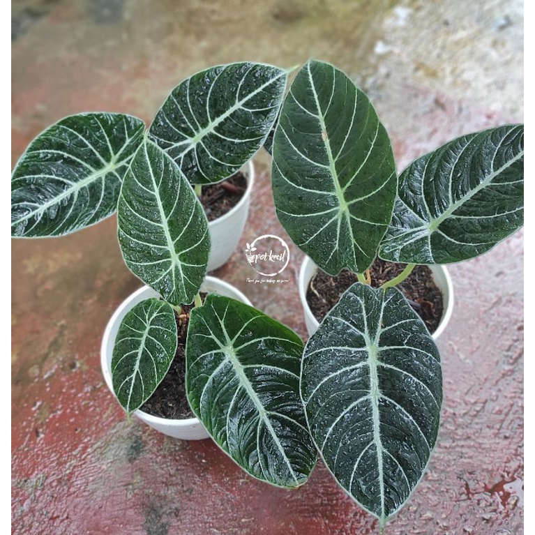 Alocasia Black Velvet / Alokasia Black Velvet / Alocasia