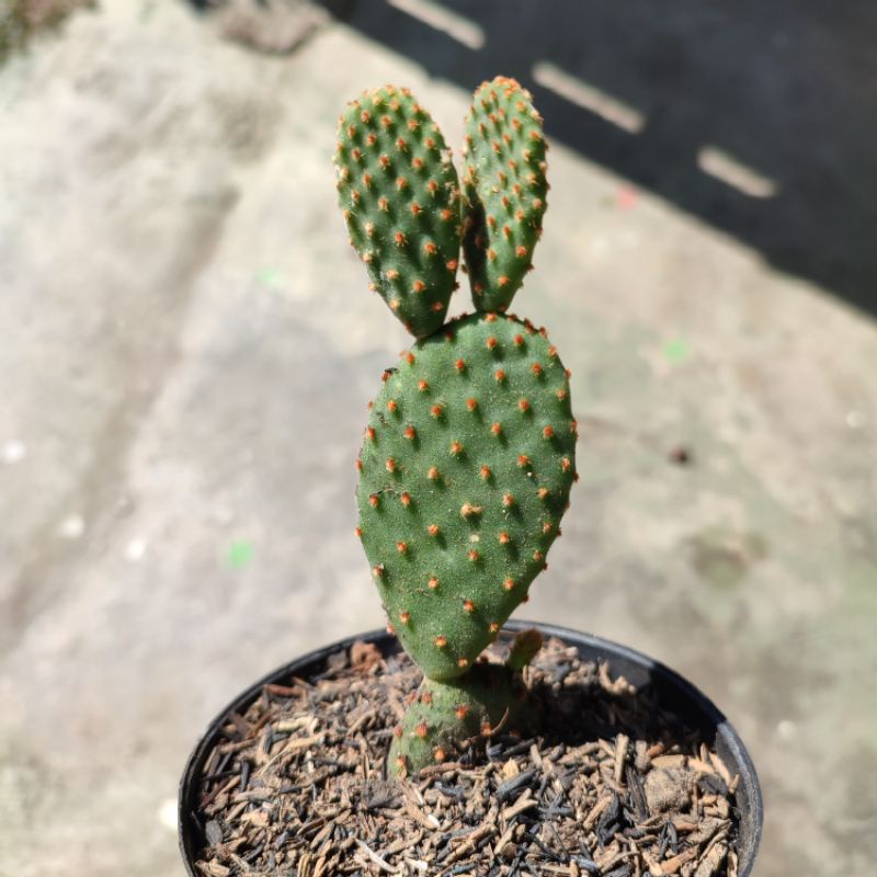 Kaktus Mickey Ownroot medium/Opuntia microdasys/Kaktus mickey