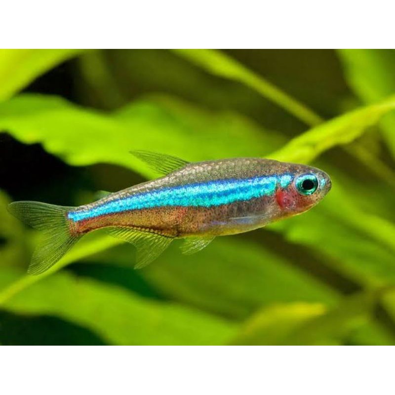 ikan green neon tetra