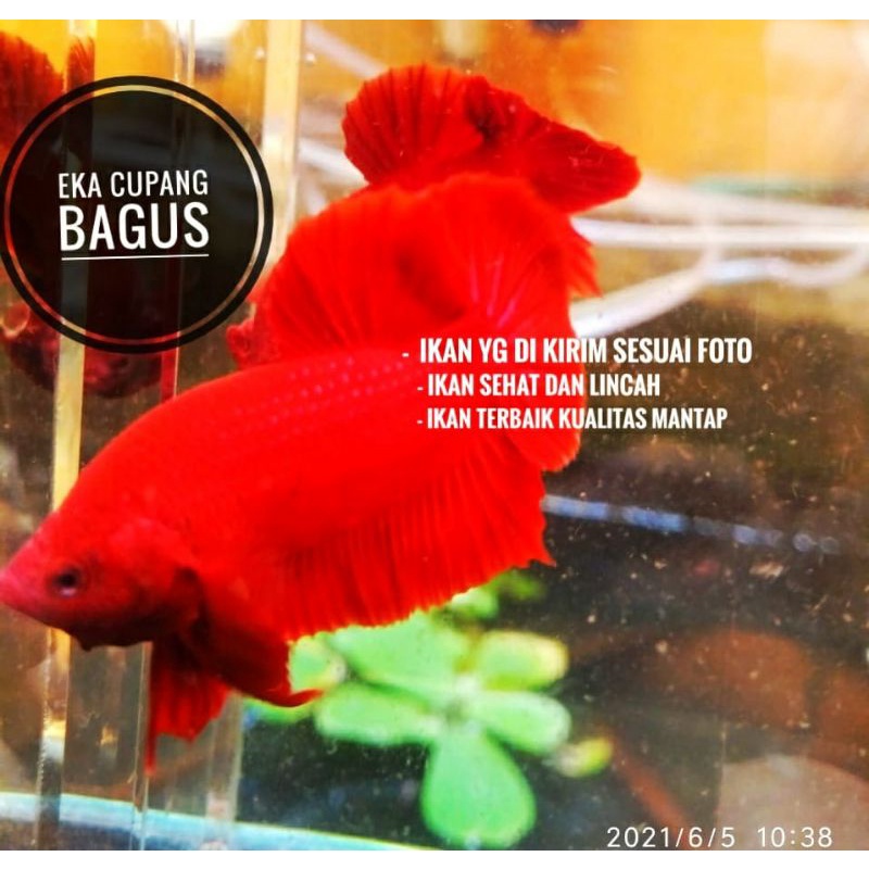 Termurah(Real Pick) cupang Super Red