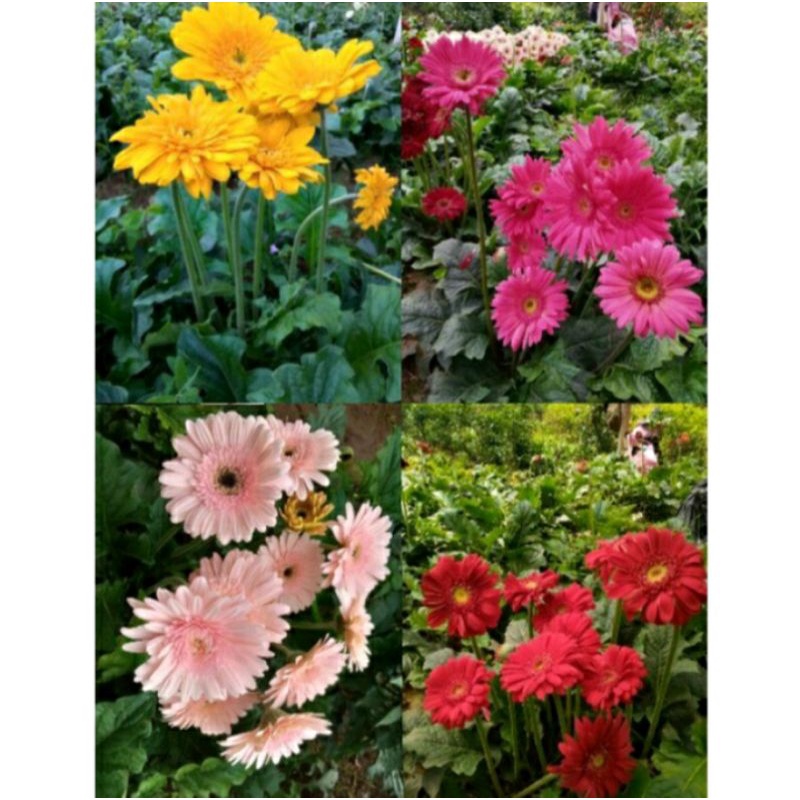 BUNGA GARBERA / HERBRAS - TANAMAN HIAS