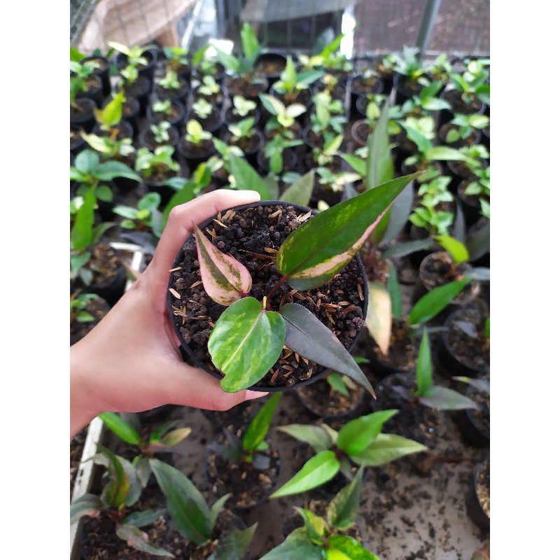 Tanaman Hookeri Pink Mewah