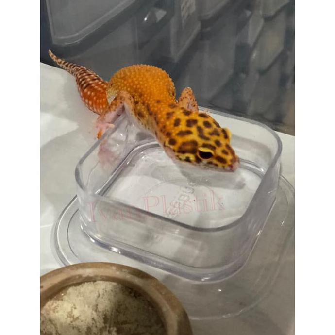 PERAWATAN HEWAN PIRING LEOPARD GECKO / TEMPAT MINUM LEOPARD GECKO PERLENGKAPAN HEWAN