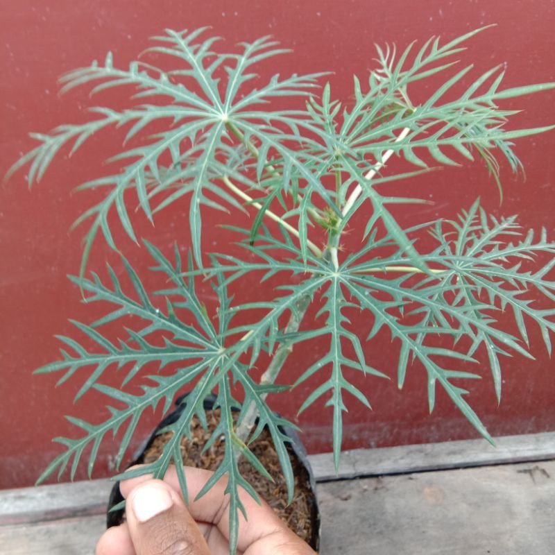 Tanaman herbal yodium