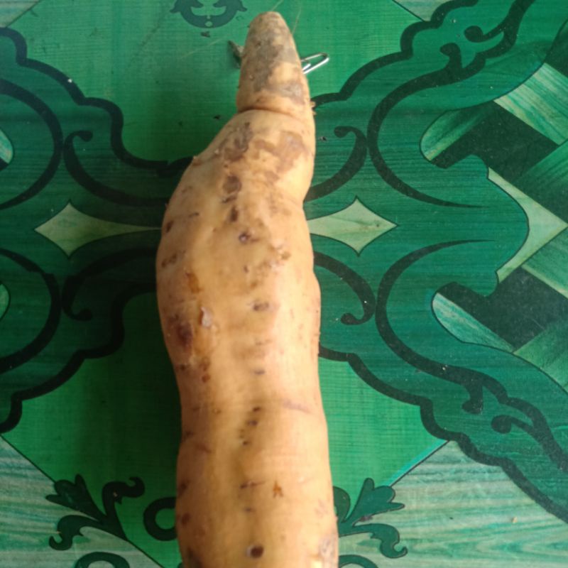 

ubi cilembu asli