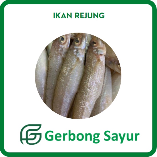 

Ikan Rejung Kaca Piring Segar - 1Kg