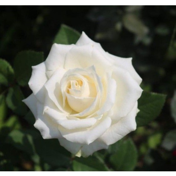 Tanaman hias mawar putih - bunga mawar putih tanaman hidup