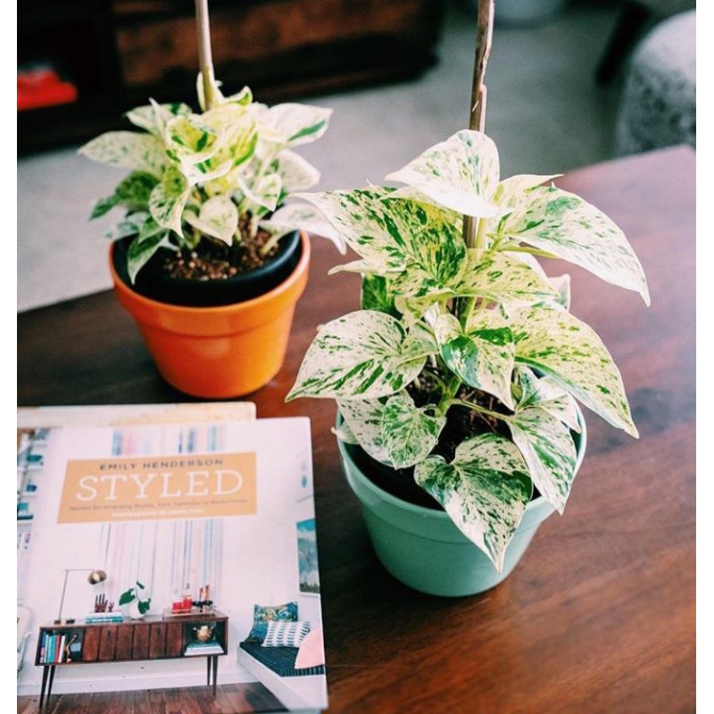 Sirih gading varigata sirih marble epipremnum aerum