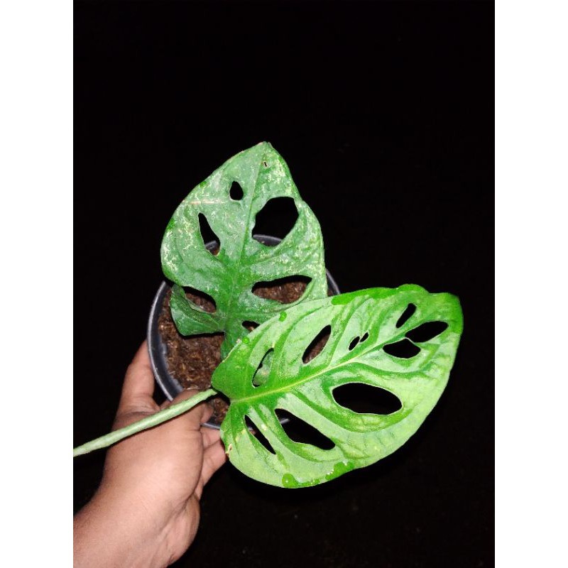 monstera acuminata