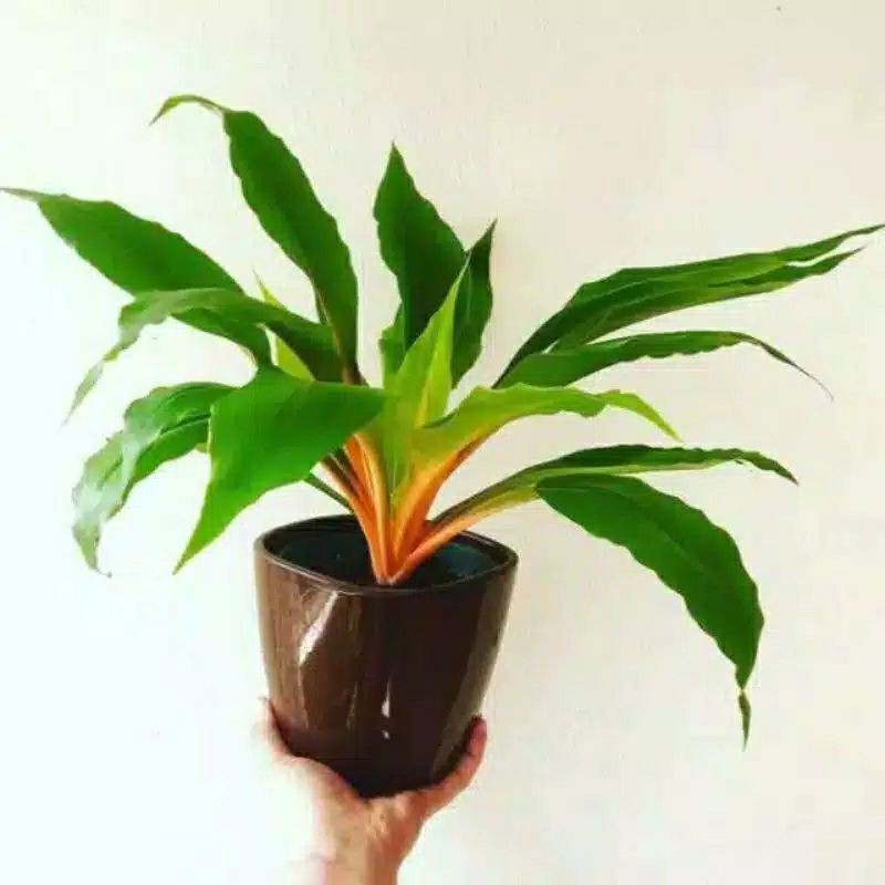 Tanaman hias walisota - pohon walisota