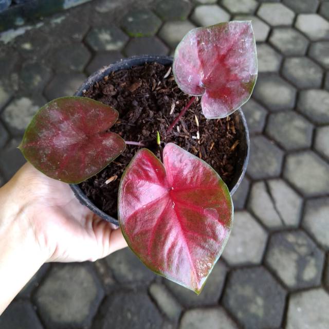 Caladium Red Sweety Shopee Indonesia