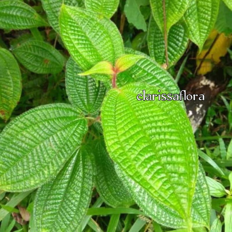 TANAMAN HARENDONG - POHON HARENDONG