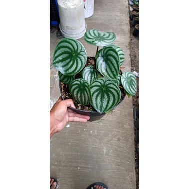 Peperomia Watermelon Indukan Daun Besar dan Rimbun