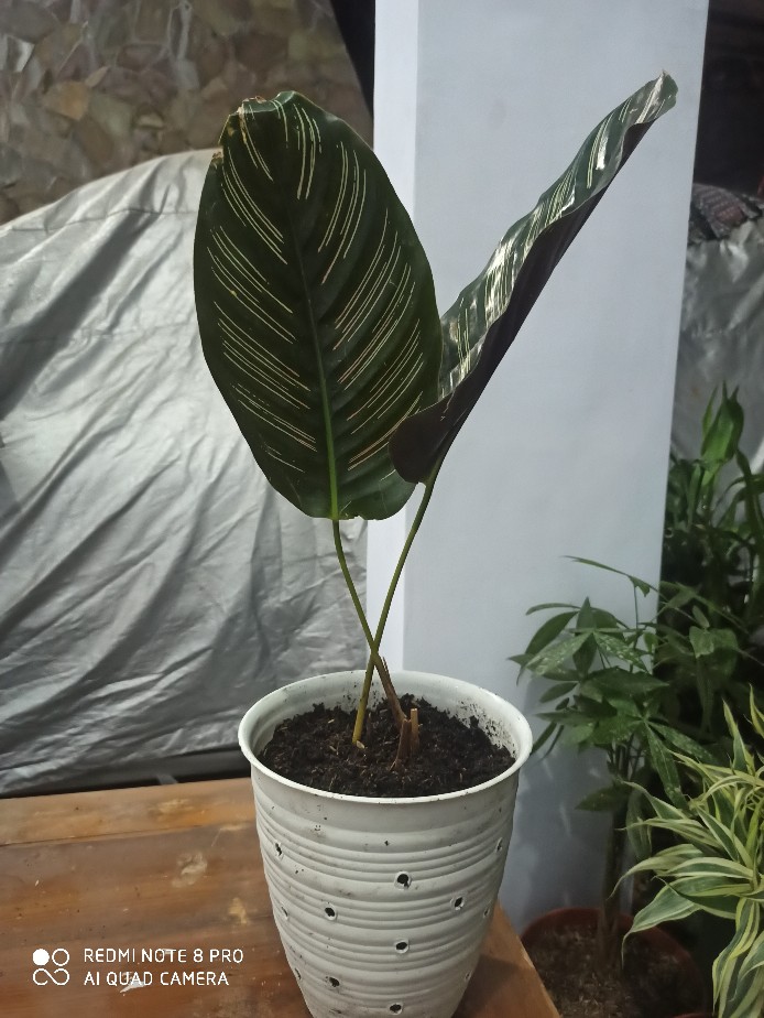 Tanaman Hias Chalatea Ornata