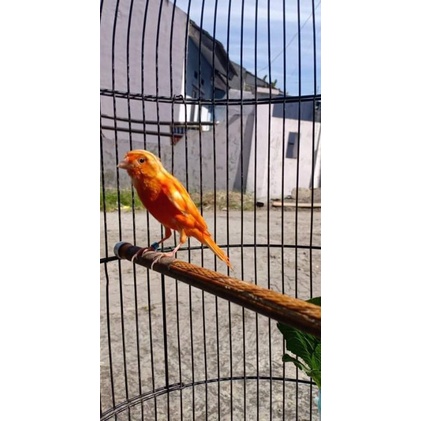 kenari merlok anakan