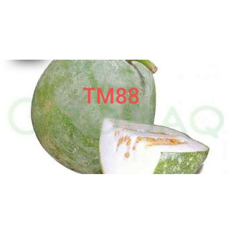 

BUAH KUNDUR/BUAH BLIGO/TUNG KUA/WINTER MELON